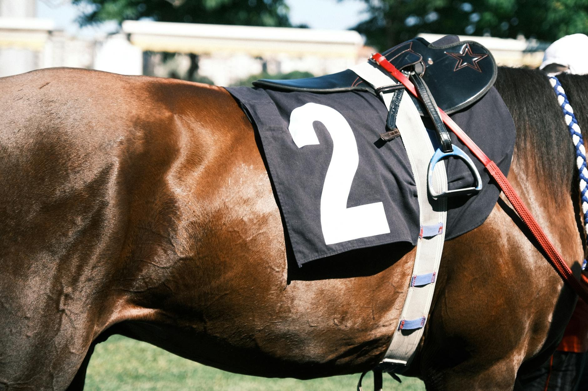 Gold Dancer: למה סוס מת אחרי הניצחון בליידיז דיי? טרגדיה באיינטרי