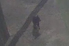 השטן הטסמני ברחה: איך זה קרה ולמה מחפשים אותה כבר יומיים?