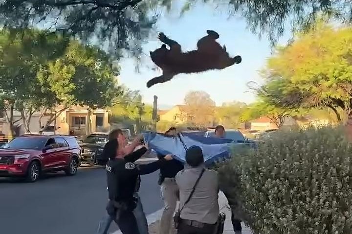דובים נופלים מעצים: איך השוטרים באיזוֹנה תפסו אחד עם ברזנט?