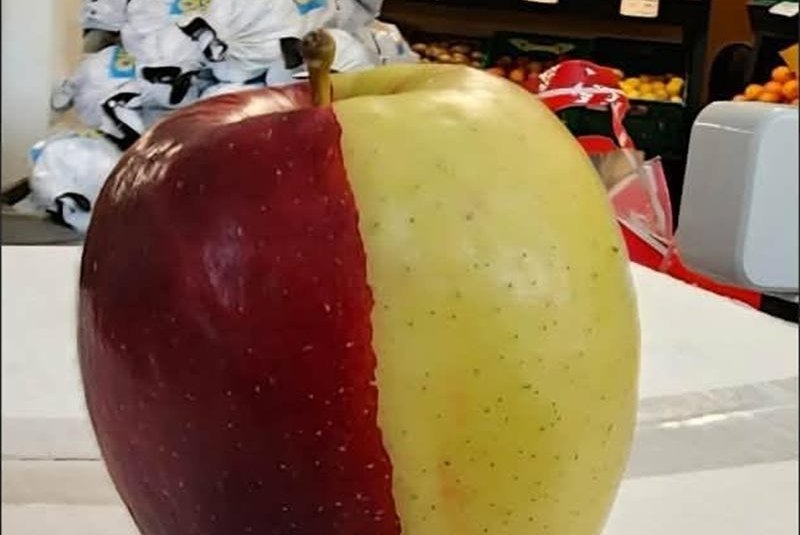 תפוח כימרה חצי אדום חצי צהוב: למה כולם חייבים לראות אותו?