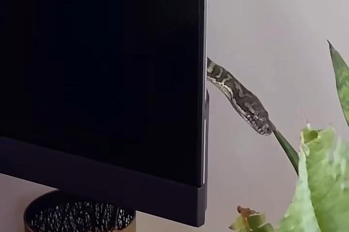 משפחה באוסטרליה: למה הנחש התחבא מאחורי הטלוויזיה בסלון?