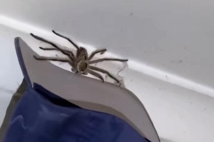 למה היה גם נחש וגם עכביש ענק בחדר שינה? הזוי מאוסטרליה
