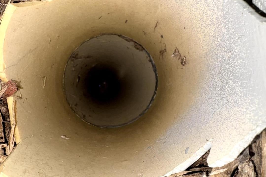 חתלתול נלכד בצינור ניקוז בעומק 2 מטרים: איך חילצו אותו?